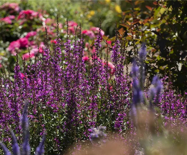 - Wellness im eigenen Garten - Oasen schaffen  - Wellness im eigenen Garten - Oasen schaffen