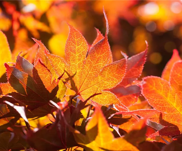 - Der herbstliche Garten schön in Form  - Der herbstliche Garten schön in Form