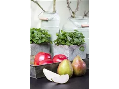 Kernobst - Kernobst Kernobst - Kernobst