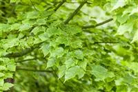 - Wunderschöne Gehölze für große und kleine Hausgärten  - Wunderschöne Gehölze für große und kleine Hausgärten