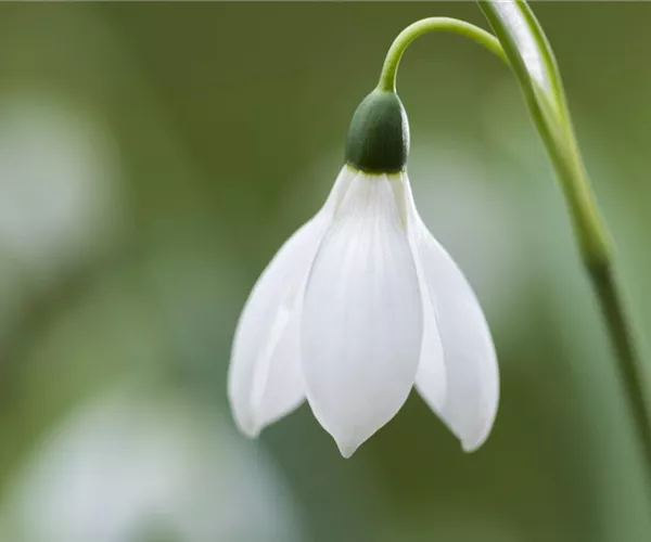 - Schneeglöckchen pflanzen – Frühlingsboten im Garten  - Schneeglöckchen pflanzen – Frühlingsboten im Garten