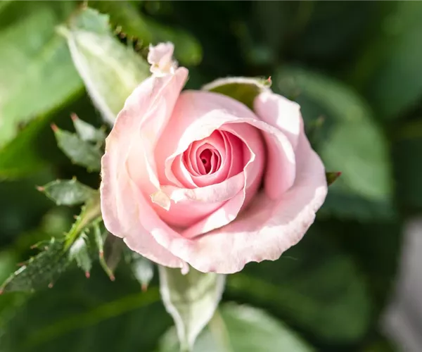 - Richtige Rosenpflege für eine königliche Blütenpracht  - Richtige Rosenpflege für eine königliche Blütenpracht