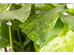 Calathea musaica 'Network' - Korbmarante 'Network' Calathea musaica 'Network' - Korbmarante 'Network'
