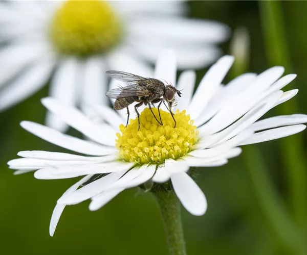 - Insektenschutz auf die natürliche Art und Weise  - Insektenschutz auf die natürliche Art und Weise