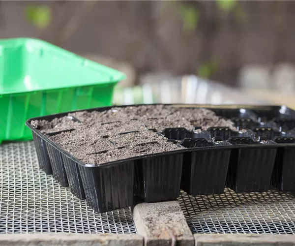 - Alles über Anzuchtschalen: Pflanzen vorziehen leicht gemacht  - Alles über Anzuchtschalen: Pflanzen vorziehen leicht gemacht