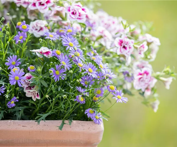 - Alles über Balkonpflanzen: Blütenpracht auch ohne Garten!  - Alles über Balkonpflanzen: Blütenpracht auch ohne Garten!