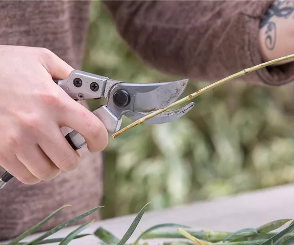 - Amboss oder Bypass? Die richtige Gartenschere auswählen  - Amboss oder Bypass? Die richtige Gartenschere auswählen