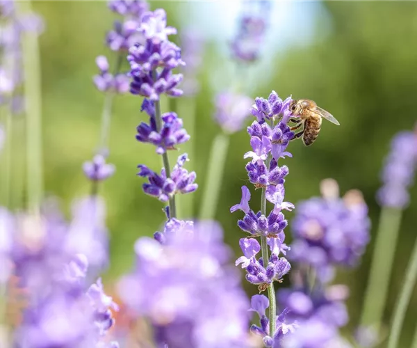 - Ein bienenfreundlicher Garten hilft Pflanze, Tier und Mensch  - Ein bienenfreundlicher Garten hilft Pflanze, Tier und Mensch
