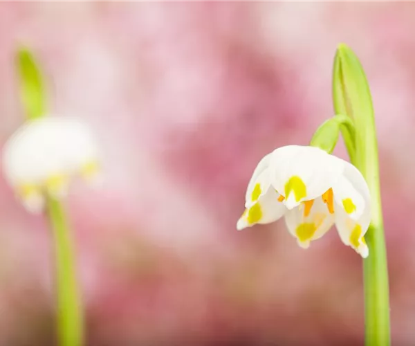 - Gartenblumen im Frühjahr pflanzen und der Sommer blüht auf  - Gartenblumen im Frühjahr pflanzen und der Sommer blüht auf