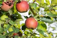 - Gesund und grün – Alles rund um Obstpflanzen im Garten  - Gesund und grün – Alles rund um Obstpflanzen im Garten