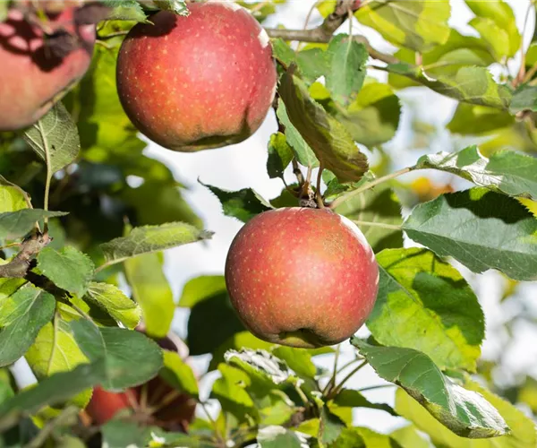 - Gesund und grün – Alles rund um Obstpflanzen im Garten  - Gesund und grün – Alles rund um Obstpflanzen im Garten