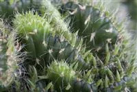 - Kakteen für Zuhause – pflegeleicht und faszinierend  - Kakteen für Zuhause – pflegeleicht und faszinierend