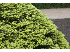 Abies koreana 'Golden Glow' - Veredelte Koreatanne 'Golden Glow' Abies koreana 'Golden Glow' - Veredelte Koreatanne 'Golden Glow'