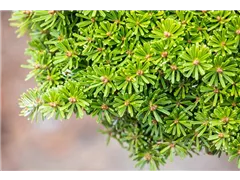 Abies koreana 'Grüne Spinne' - Koreatanne 'Grüne Spinne' Abies koreana 'Grüne Spinne' - Koreatanne 'Grüne Spinne'