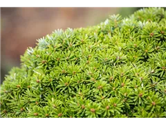 Abies koreana 'Kristallkugel' - Zwerg-Koreatanne 'Kristallkugel' Abies koreana 'Kristallkugel' - Zwerg-Koreatanne 'Kristallkugel'