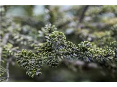 Abies koreana 'Kohouts Icebreaker'® - Koreatanne 'Kohouts Icebreaker'® Abies koreana 'Kohouts Icebreaker'® - Koreatanne 'Kohouts Icebreaker'®