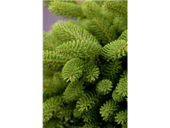 Abies koreana 'Molli' - Kompakte Koreatanne 'Molli' Abies koreana 'Molli' - Kompakte Koreatanne 'Molli'