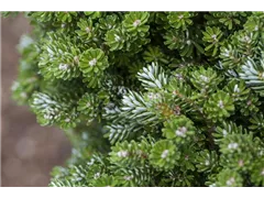 Abies koreana 'Silberzwerg' - Koreatanne 'Silberzwerg' Abies koreana 'Silberzwerg' - Koreatanne 'Silberzwerg'