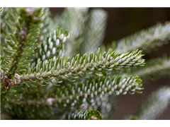 Abies koreana 'Silberlocke' - Koreatanne 'Silberlocke' Abies koreana 'Silberlocke' - Koreatanne 'Silberlocke'