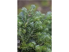 Abies koreana 'Silberperl' - Koreatanne 'Silberperl' Abies koreana 'Silberperl' - Koreatanne 'Silberperl'