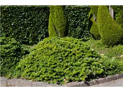 Abies koreana 'Tundra' - Koreatanne 'Tundra' Abies koreana 'Tundra' - Koreatanne 'Tundra'