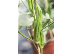 Abelmoschus esculentus - Okra Abelmoschus esculentus - Okra