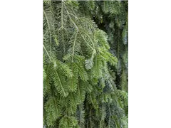 Abies alba 'Pendula' - Hänge-Weißtanne 'Pendula' Abies alba 'Pendula' - Hänge-Weißtanne 'Pendula'