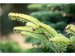Abies nordmanniana 'Barabit´s Compact' - Zwerg-Nordmannstanne 'Barabit´s Compact' Abies nordmanniana 'Barabit´s Compact' - Zwerg-Nordmannstanne 'Barabit´s Compact'
