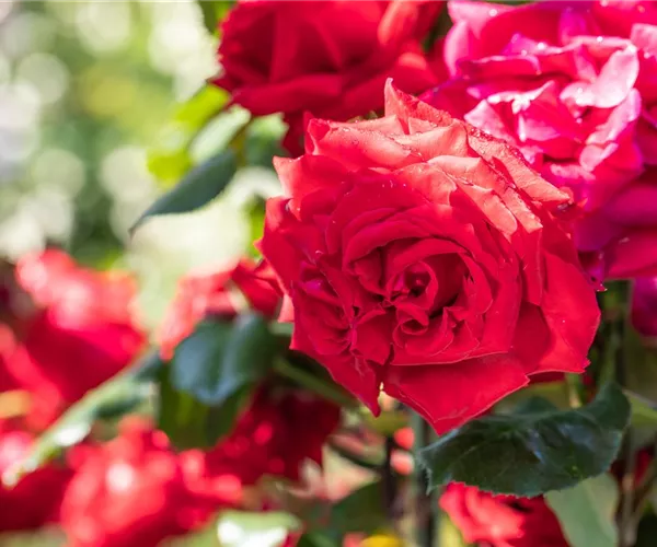 - Mit Rosen den Garten in ein Blumen-Königreich verwandeln  - Mit Rosen den Garten in ein Blumen-Königreich verwandeln