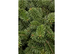 Abies balsamea 'Nana' - Niedere Balsamtanne 'Nana' Abies balsamea 'Nana' - Niedere Balsamtanne 'Nana'