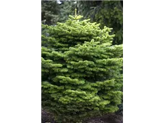 Abies nordmanniana 'Golden Spreader' - Nordmannstanne 'Golden Spreader' Abies nordmanniana 'Golden Spreader' - Nordmannstanne 'Golden Spreader'