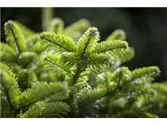 Abies nordmanniana 'Münsterland' - Zwerg-Nordmanntanne 'Münsterland' Abies nordmanniana 'Münsterland' - Zwerg-Nordmanntanne 'Münsterland'
