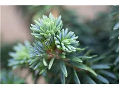 Abies balsamea 'Piccolo' - Zwerg-Balsamtanne 'Piccolo' Abies balsamea 'Piccolo' - Zwerg-Balsamtanne 'Piccolo'