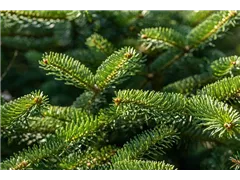 Abies cephalonica 'Meyer´s Dwarf' - Griechische Tanne 'Meyer´s Dwarf' Abies cephalonica 'Meyer´s Dwarf' - Griechische Tanne 'Meyer´s Dwarf'