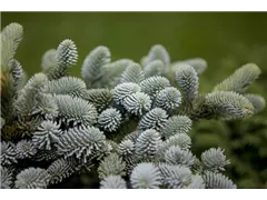 Abies pinsapo 'Glauca' - Blaugrüne Spanische Tanne 'Glauca' Abies pinsapo 'Glauca' - Blaugrüne Spanische Tanne 'Glauca'