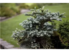 Abies pinsapo 'Glauca Compacta' - Blaue Spanische Tanne 'Glauca Compacta' Abies pinsapo 'Glauca Compacta' - Blaue Spanische Tanne 'Glauca Compacta'