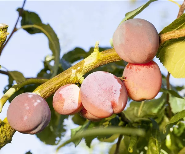 - Obst und Gemüse düngen: So bleiben die Erzeugnisse lecker!  - Obst und Gemüse düngen: So bleiben die Erzeugnisse lecker!