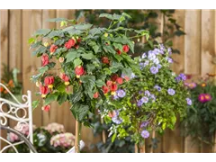 Abutilon megapotamicum - Rio-Grande-Abutilon Abutilon megapotamicum - Rio-Grande-Abutilon