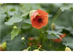 Abutilon megapotamicum 'Red Trumpet' - Schönmalve 'Red Trumpet' Abutilon megapotamicum 'Red Trumpet' - Schönmalve 'Red Trumpet'
