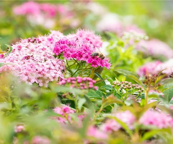 - Das sind die schönsten und buntesten Gartenblumen im Sommer  - Das sind die schönsten und buntesten Gartenblumen im Sommer