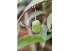 Actinidia arguta 'Issai' - Kiwi 'Issai' Actinidia arguta 'Issai' - Kiwi 'Issai'