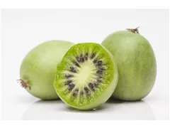 Actinidia arguta 'Vitikiwi'® - Kiwi 'Vitakiwi'® Actinidia arguta 'Vitikiwi'® - Kiwi 'Vitakiwi'®