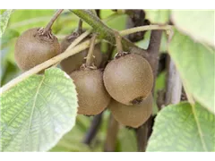 Actinidia chinensis 'Boskoop' - Kiwi 'Boskoop' Actinidia chinensis 'Boskoop' - Kiwi 'Boskoop'