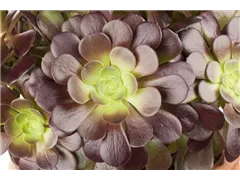 Aeonium arboreum - Aeonium Aeonium arboreum - Aeonium