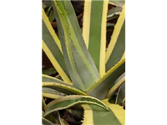 Agave americana - Amerikanische Agave Agave americana - Amerikanische Agave
