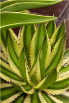Agave lophantha - Agave Agave lophantha - Agave