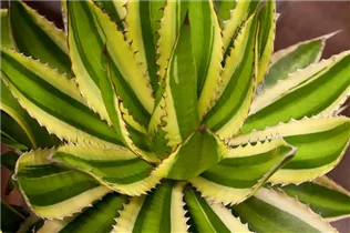 Agave lophantha - Agave Agave lophantha - Agave