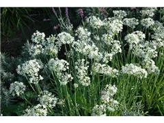 Allium tuberosum - Schnittknoblauch Allium tuberosum - Schnittknoblauch