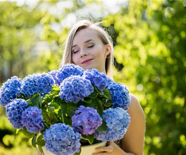 - Hortensien – prächtige Blüten in allen möglichen Farben  - Hortensien – prächtige Blüten in allen möglichen Farben