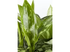 Aglaonema commutatum - Kolbenfaden Aglaonema commutatum - Kolbenfaden